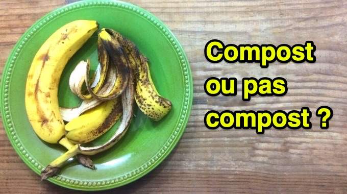 Est-Ce Que la Peau de Banane Va au Compost ?
