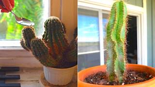 À Quelle Fréquence (Et Comment) Arroser un Cactus Pour Ne Pas Qu'il Meurt de Soif 