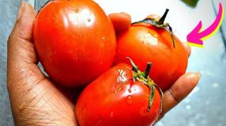11 Bienfaits Insoupçonnés des Tomates Pour Votre Santé