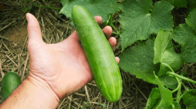 9 Erreurs à Ne Plus Faire Quand On Plante des Concombres.