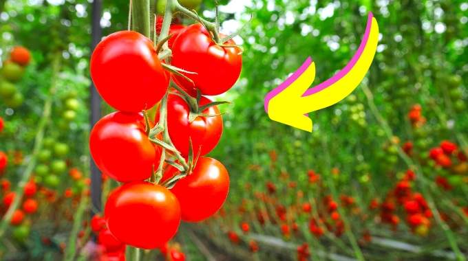 Pourquoi les Jardiniers Évitent de Planter les Tomates à Côté des Pommes de Terre ?