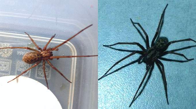 Voici 16 Araignées Qui Vivent en France : Lesquelles Sont Dangereuses ?