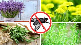 Les 12 Plantes Anti-Mouches les Plus Efficaces (Conseillées Par Mon Jardinier)