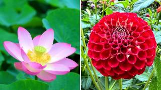 Les 10 Plus Belles Fleurs du Monde Que l'On Aimerait Tous Avoir à la Maison