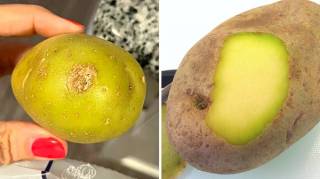 Peut-On Manger des Pommes de Terre Verte Sans Danger