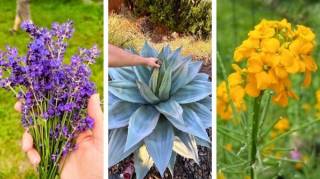 24 Plantes Qui Poussent Dans Votre Jardin Sans Eau (ou Presque)