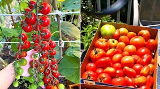 10 Étapes pour Faire Pousser entre 15 et 30 Kilos par Pied de Tomates