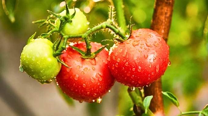 À Quelle Fréquence Faut-il Arroser les Tomates ? Réponse d'un Jardiner.