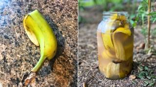 Comment Utiliser une Peau de Banane Comme Engrais  L'Astuce de Jardinier