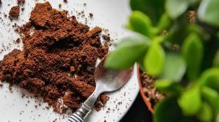 Le Marc de Café : La Solution Contre les Moucherons Dans Les plantes Vertes