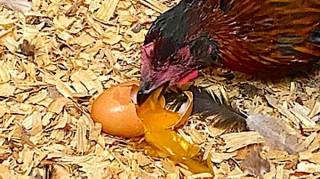 Mes Poules Mangent leurs Oeufs : Pourquoi  Causes et Solutions Naturelles