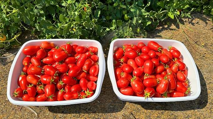 Les 10 Meilleurs Engrais Naturels Pour Faire Pousser des Tomates Facilement.