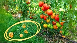 Que Faut-il Planter à Côté des Tomates pour Avoir une Belle Récolte
