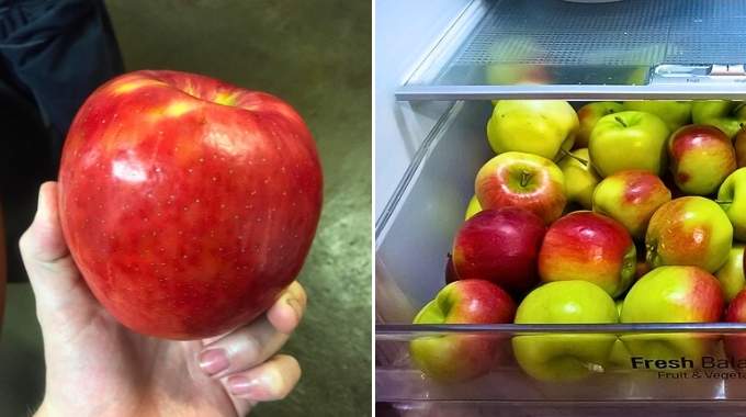 Faut-il Conserver les Pommes au Frigo ? Voici ce Que Disent les Experts.