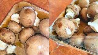 Champignon de Paris : Comment Savoir S'ils Sont Encore Bons ou Périmés