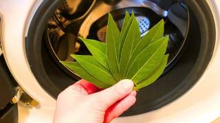 Pourquoi Mettre une Feuille de Laurier Dans La Machine à Laver