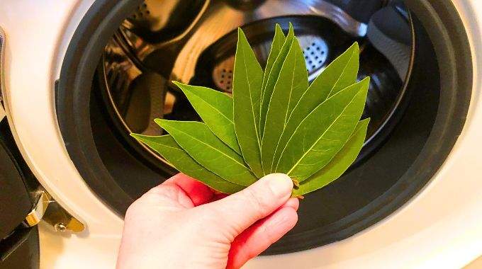 Pourquoi Mettre une Feuille de Laurier dans la Machine à Laver ?