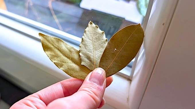 Pourquoi Faut-il Placer des Feuilles de Laurier dans les Coins de votre Maison ?