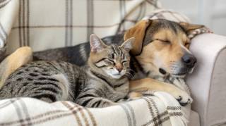 12 Trucs Malins Qui Vont Vous Faciliter la Vie Avec Votre Chien et Votre Chat