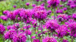 Cette Vivace sublime À Planter en Avril Embaume le Jardin d'un Parfum Incroyable
