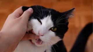 Si un Chat Mordille son Maître Voici ce que Ça Signifie