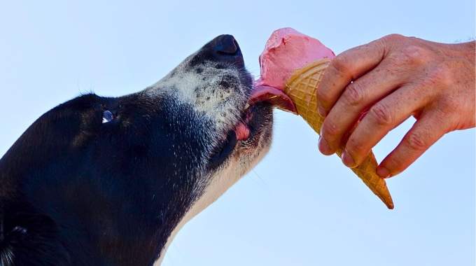11 Aliments à Ne Jamais Donner à votre Chien cet Été.