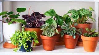 7 Plantes d'Intérieur Qui Purifient l’Air de votre Maison Sans Lumière