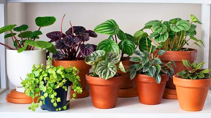 7 Plantes d'Intérieur qui Purifient l’Air de votre Maison Sans Lumière.