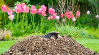 9 Plantes Anti-Taupes Pour Protéger Votre Jardin Efficacement