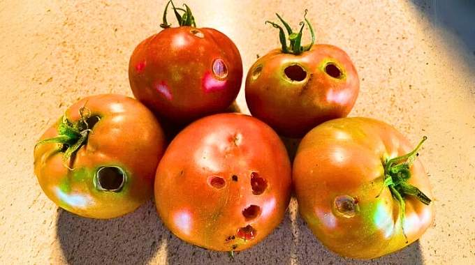 Chaque Fois Que Vous Voyez une Tomate avec cet Aspect Particulier, Abstenez-vous de la Manger.