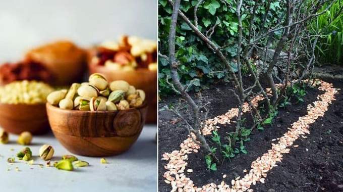 Ne Jetez Plus les Coques de Pistache : Elles Valent de l'Or pour le Jardin.