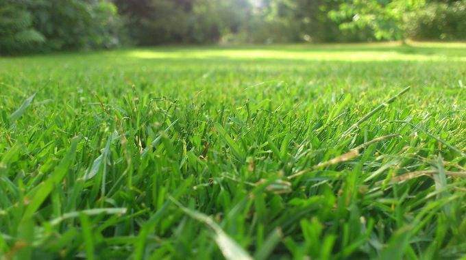 11 recettes de grand-mère pour tuer les mauvaises herbes naturellement