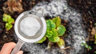 15 Astuces de Jardinage que Tout le Monde Devrait Connaître