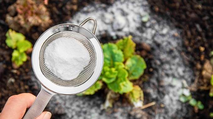 15 Astuces de Jardinage que Tout le Monde Devrait Connaître.