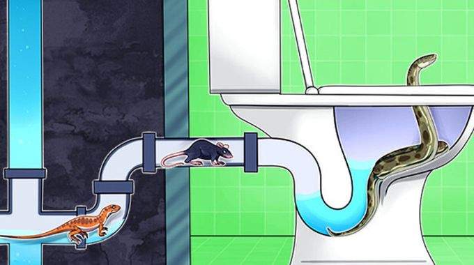 7 Créatures qui Peuvent Arriver dans vos Toilettes et Comment les Empêcher.
