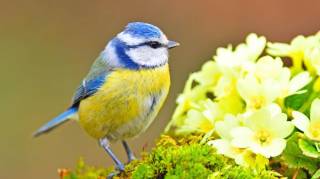 Ce Petit Oiseau Bleu Pourrait Bien Devenir Votre Meilleur Allié Contre les Moustiques tigres Voici Comment l'Attirer