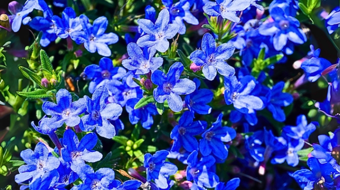 Elle Fleurit des Mois, Couvre le Sol, Ne Demande Rien... Et C'est Sans Doute la Plus Belle Vivace du Moment.
