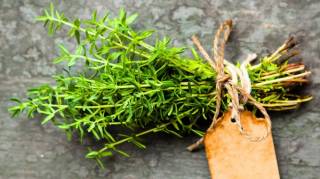 La Plante la Plus Puissante