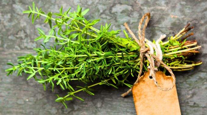Voici l'une des Plantes les Plus Puissantes au Monde.