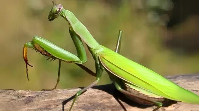 Lorsque cet Insecte se Pose sur Vous, Voici ce que l'Univers Tente de vous Dire.