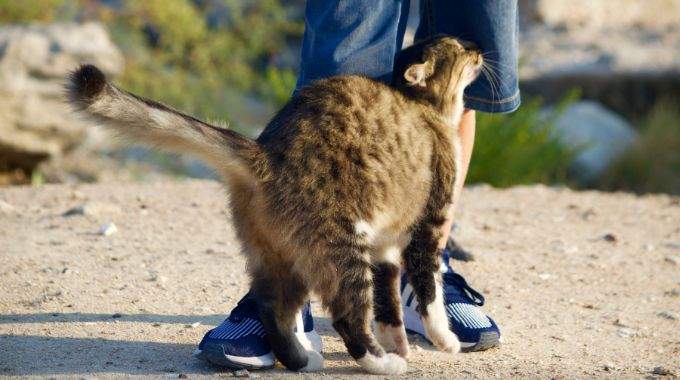 Lorsqu'Un Chat se Frotte Contre Vous, Cela a 6 Significations Etonnantes.