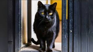 Qu'est-ce que Cela Signifie Lorsqu'un Chat Noir Entre dans votre Maison