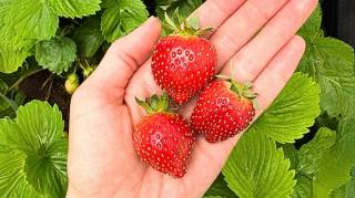 10 astuces pour faire pousser de délicieuses fraises sucrées et pleines de goût