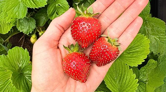 10 astuces pour faire pousser de délicieuses fraises bien sucrées