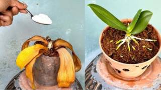 Après avoir lu ces conseils vous ne jetterez plus jamais vos vieilles orchidées