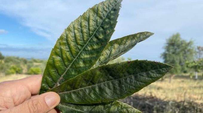 Cette feuille aide à produire de l'insuline, nettoie les reins, élimine l'acide urique et régule la pression artérielle