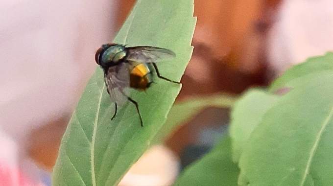 Cette herbe aromatique fait fuir les mouches à la maison sans rien faire