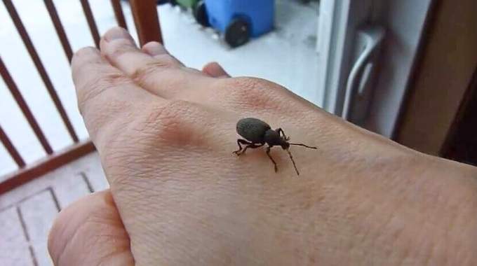 Comment identifier les petits insectes noirs dans la maison (et les éliminer)