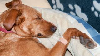 La phrase qu'il ne faut jamais dire à son chien avant une euthanasie selon une vétérinaire