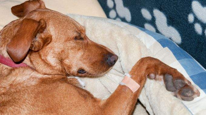 La phrase qu'il ne faut jamais dire à son chien avant une euthanasie, selon une vétérinaire